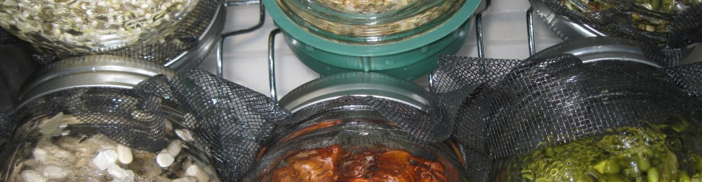 Germinations en pot égouttoir