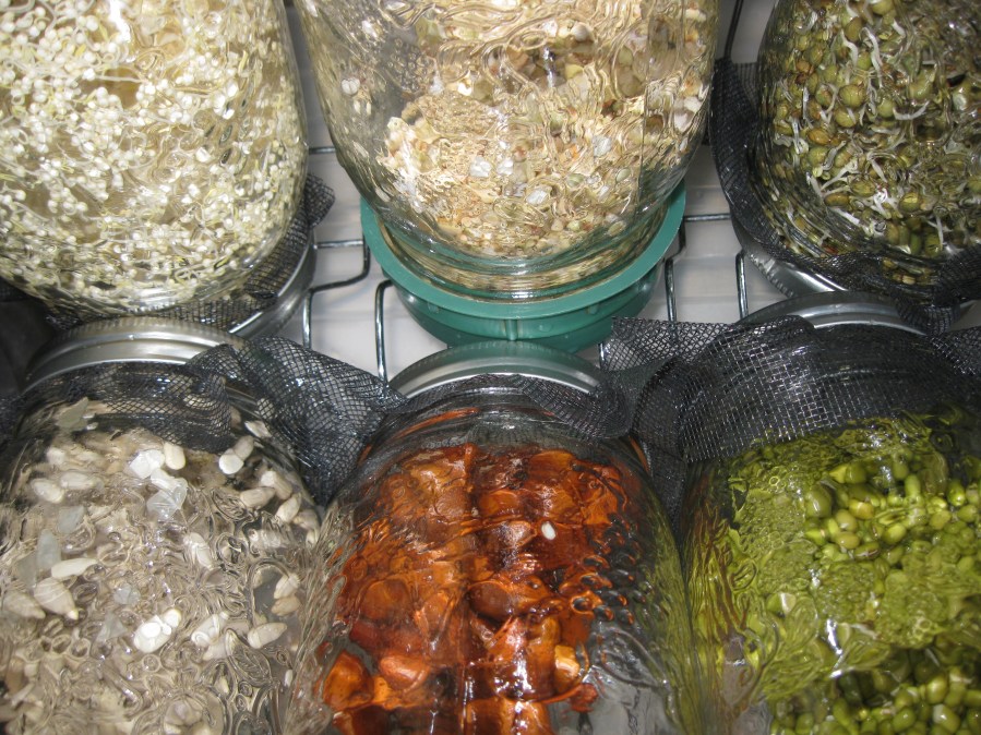 Germinations en pot égouttoir