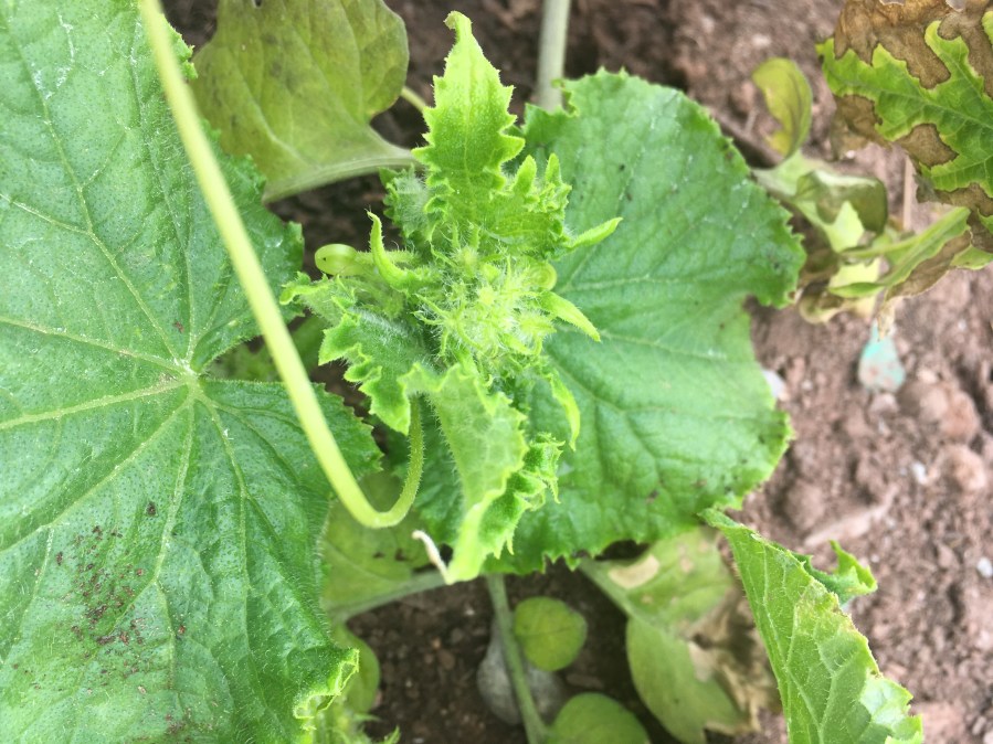 Concombres en devenir