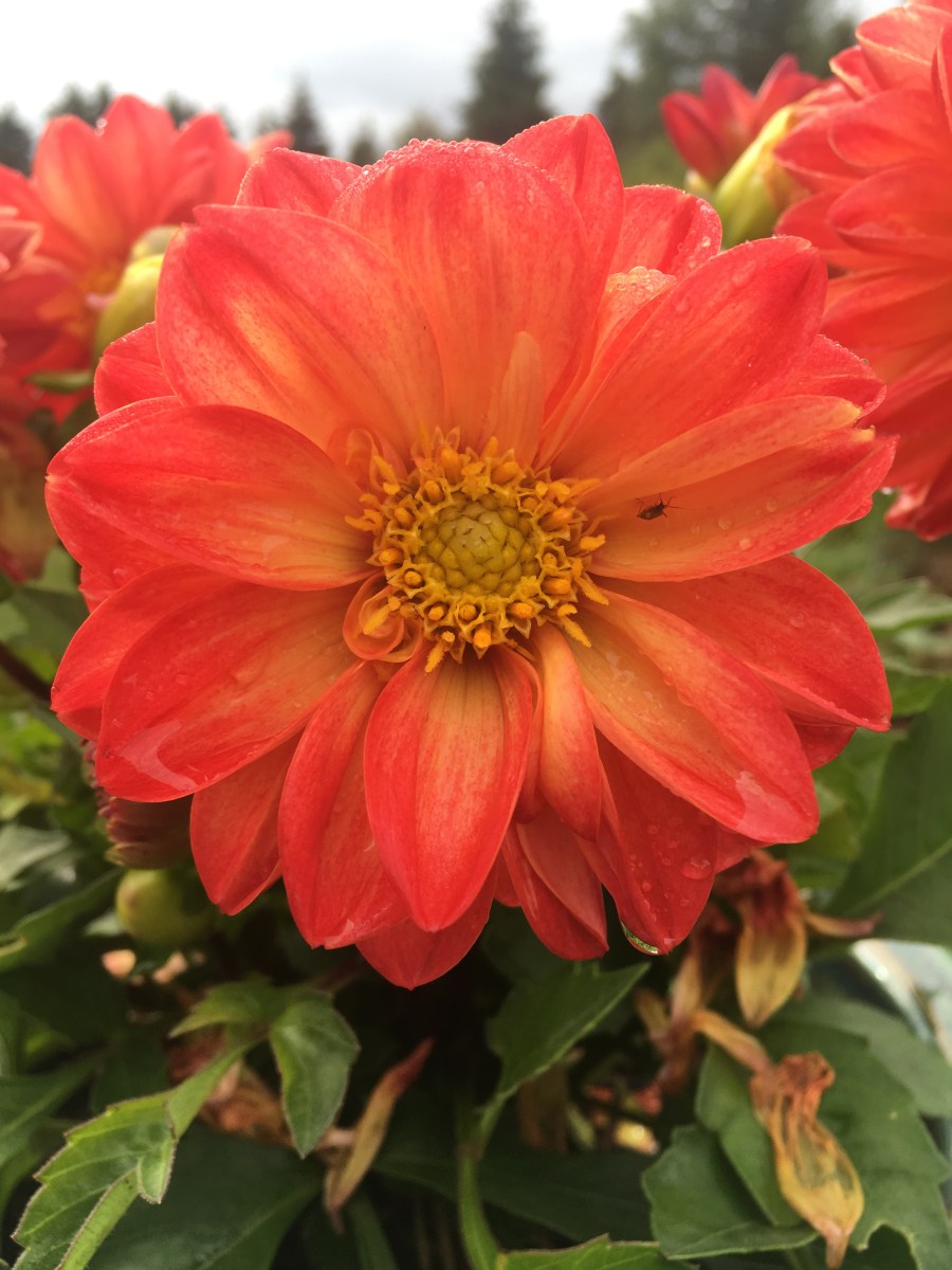 Splendide dahlia!
