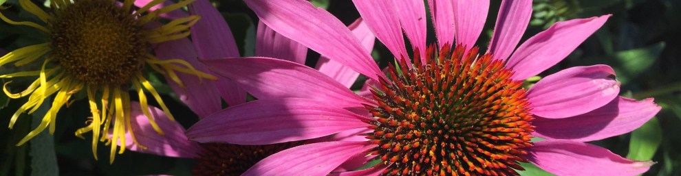 Échinacée pourpre
